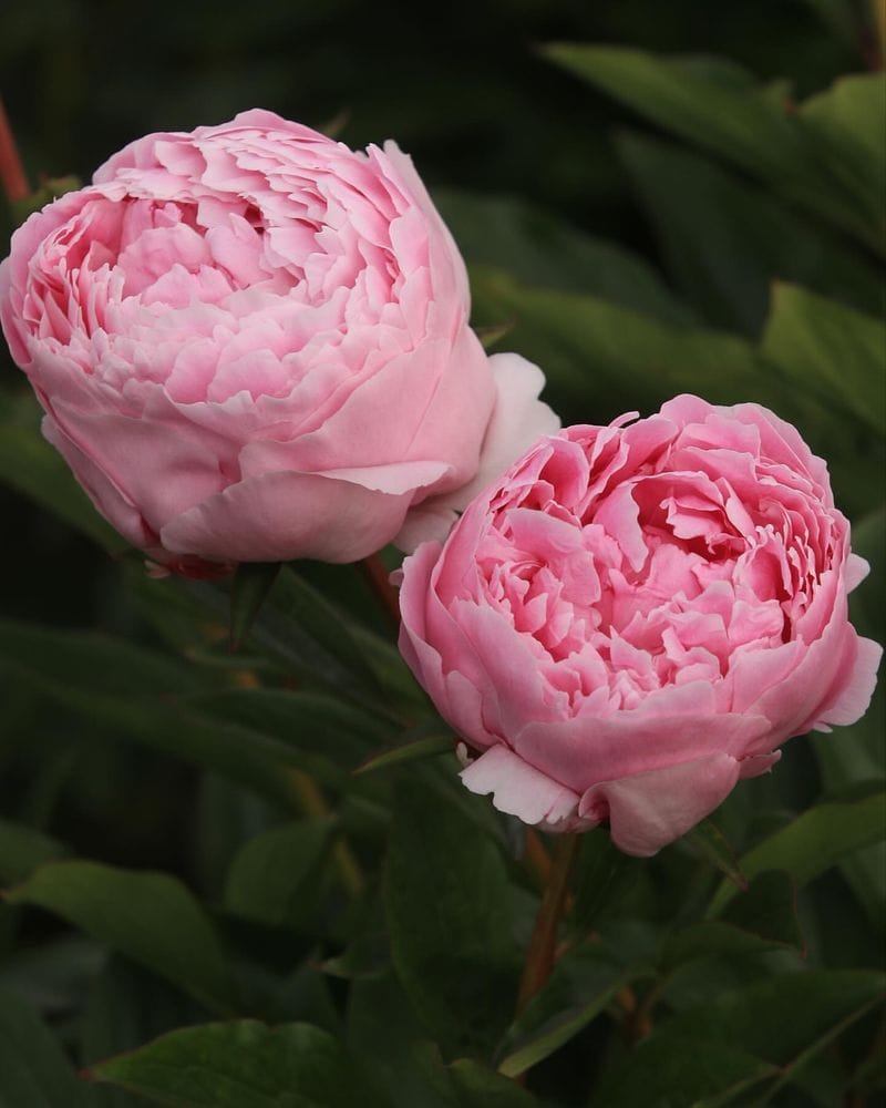 Peony