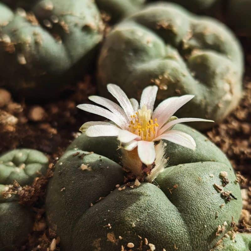 Peyote Cactus