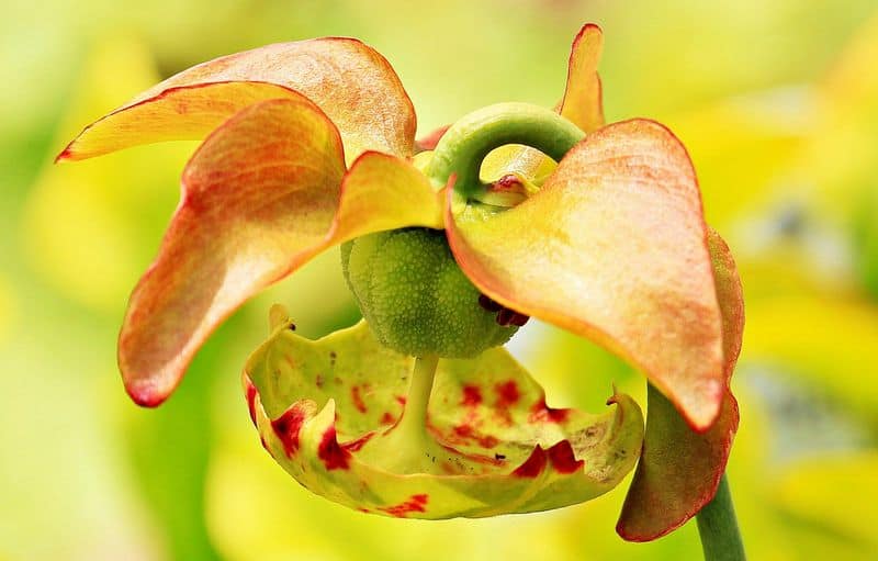 Pitcher Plant