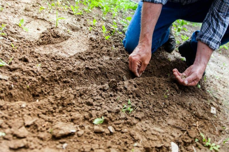 Planting Too Deep