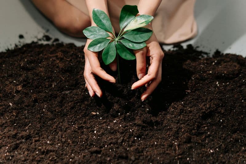 Planting in the Wrong Place