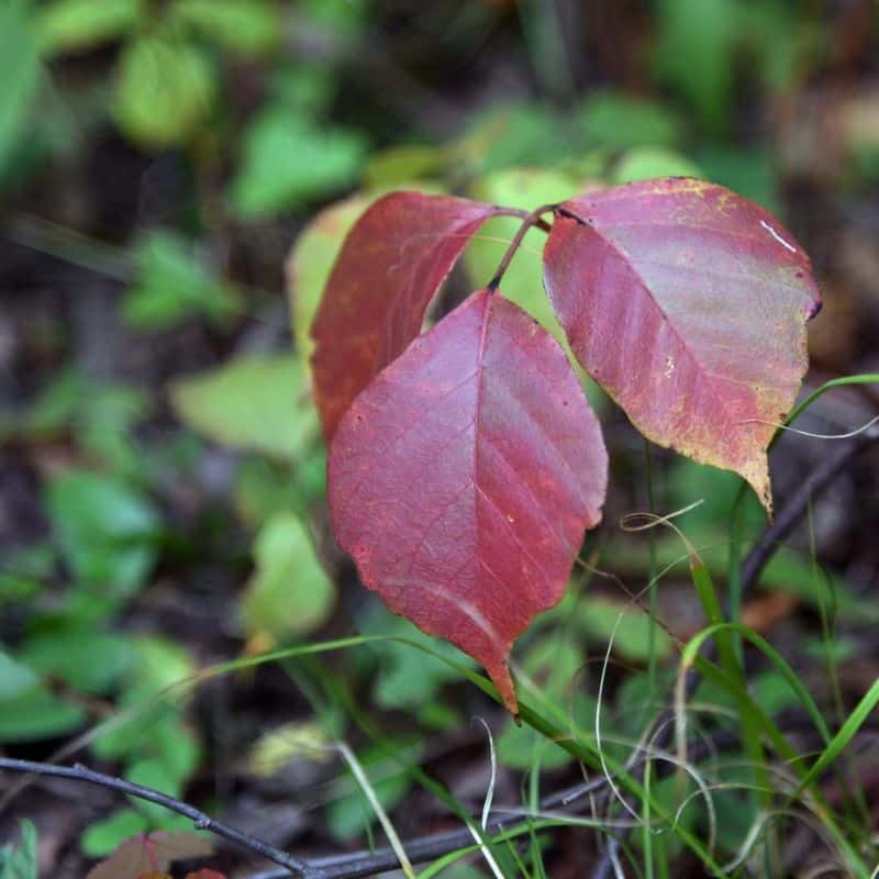 Poison Ivy