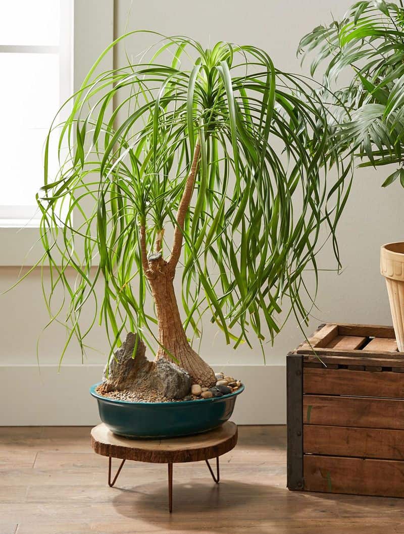 Ponytail Palm