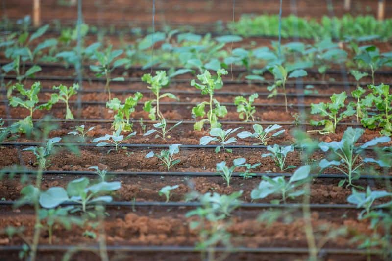 Practice Crop Rotation