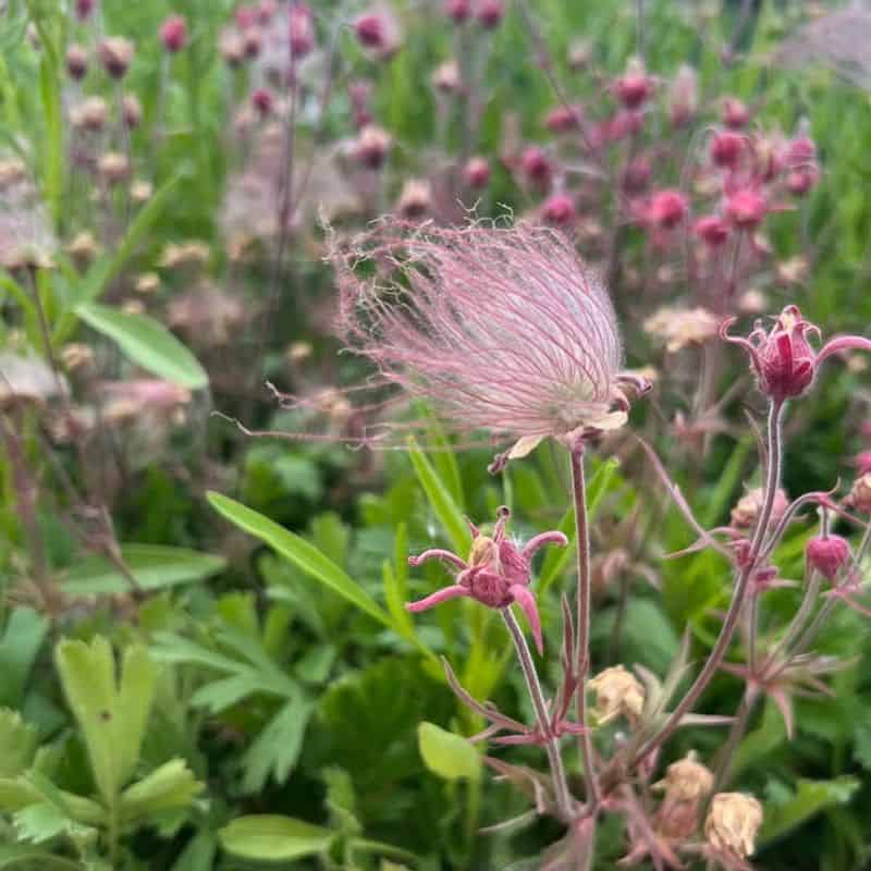 Prairie Smoke (Geum triflorum)