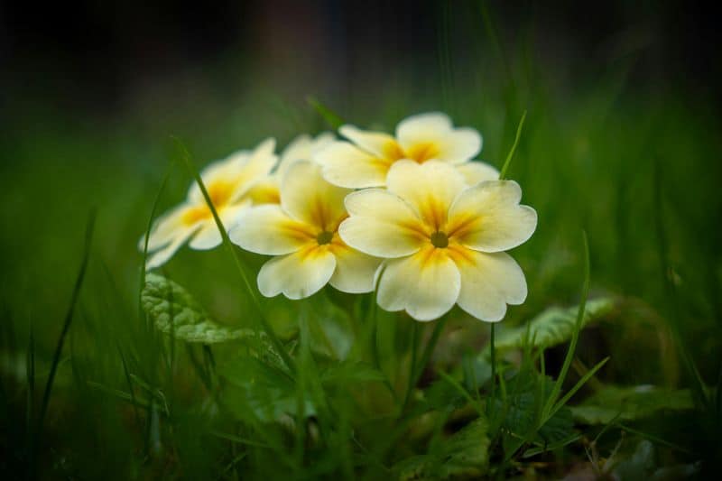 Primroses