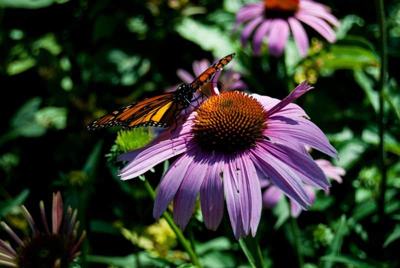 Purple Coneflower (Echinacea)