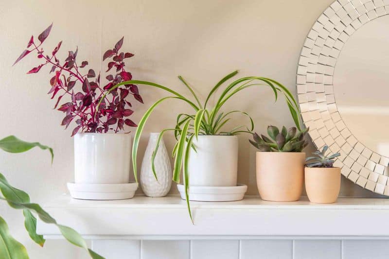 Add Indoor Plants