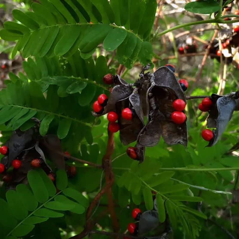 Rosary Pea
