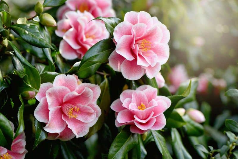 Sasanqua Camellia