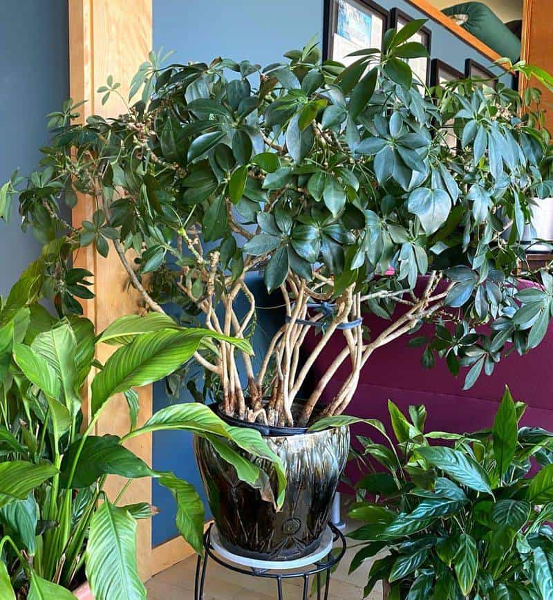 Schefflera