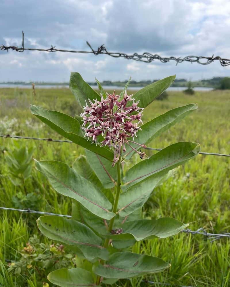 Showy Milkweed (Asclepias speciosa)