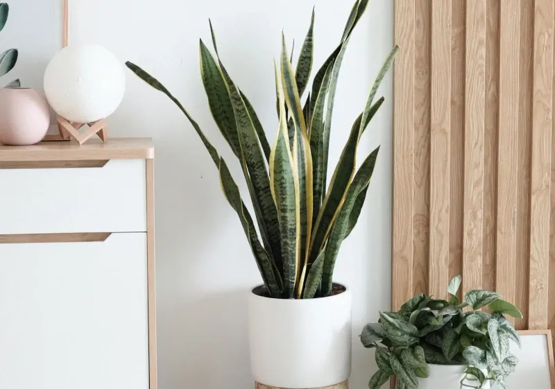 Snake Plant