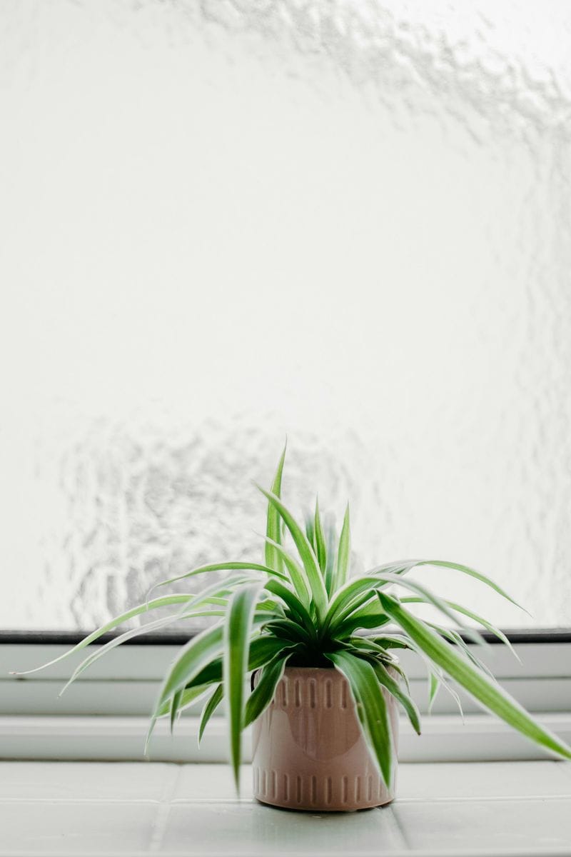 Spider Plant