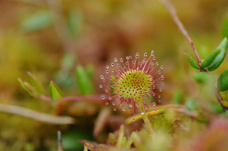 Sundew