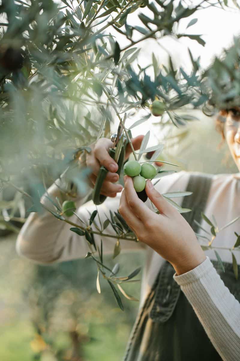 Sustainable Living