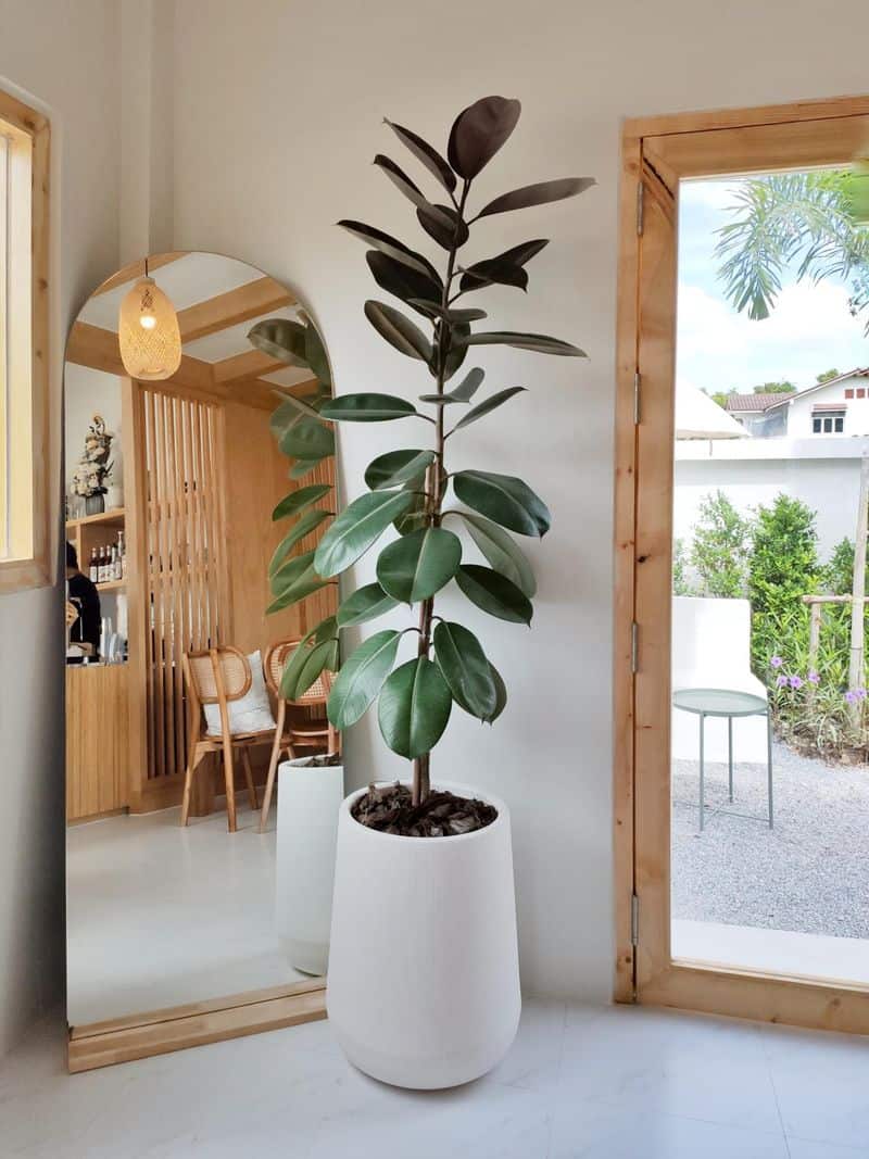 Tall Potted Plant