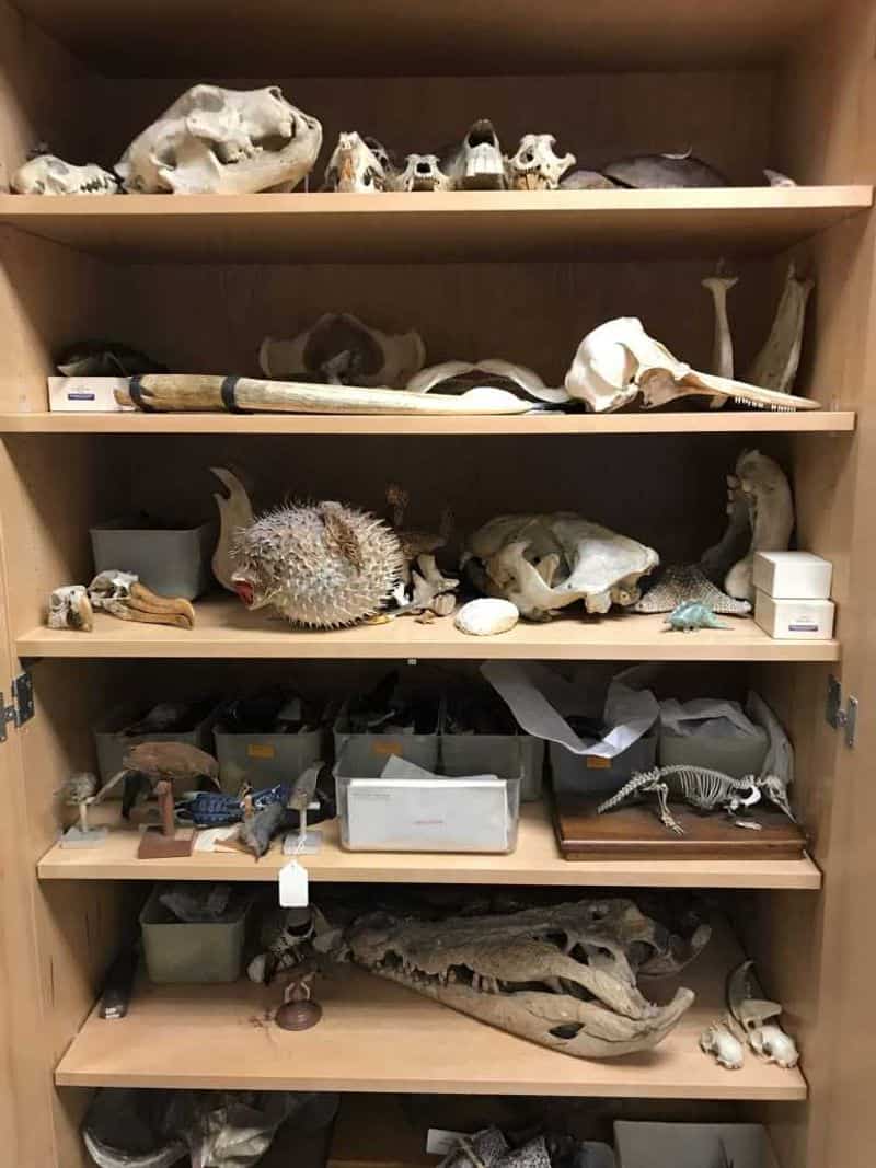 Taxidermy Collection