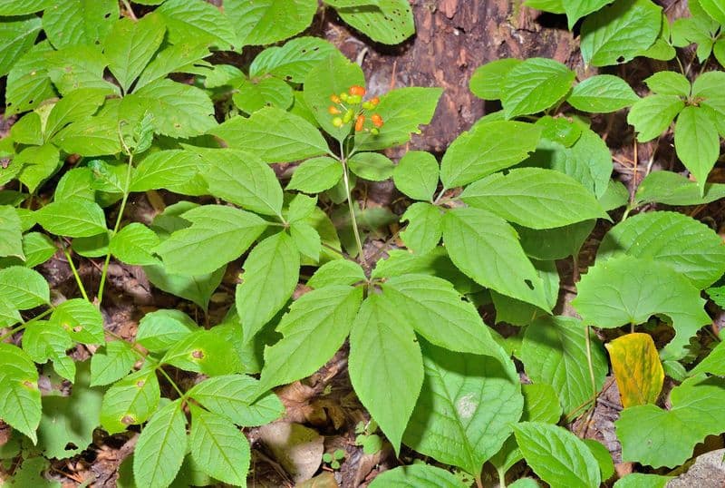 Ginseng