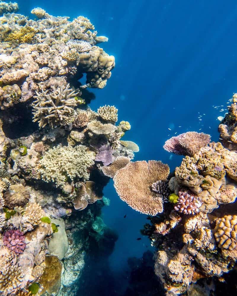 The Great Barrier Reef