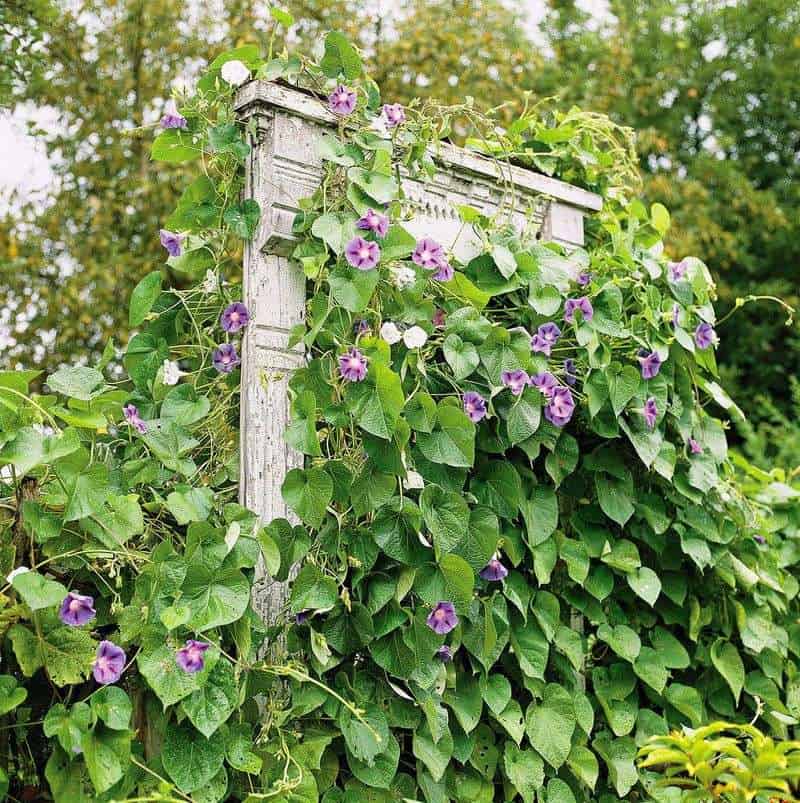 Trellis with Climbing Plants