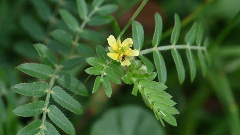 Tribulus Terrestris