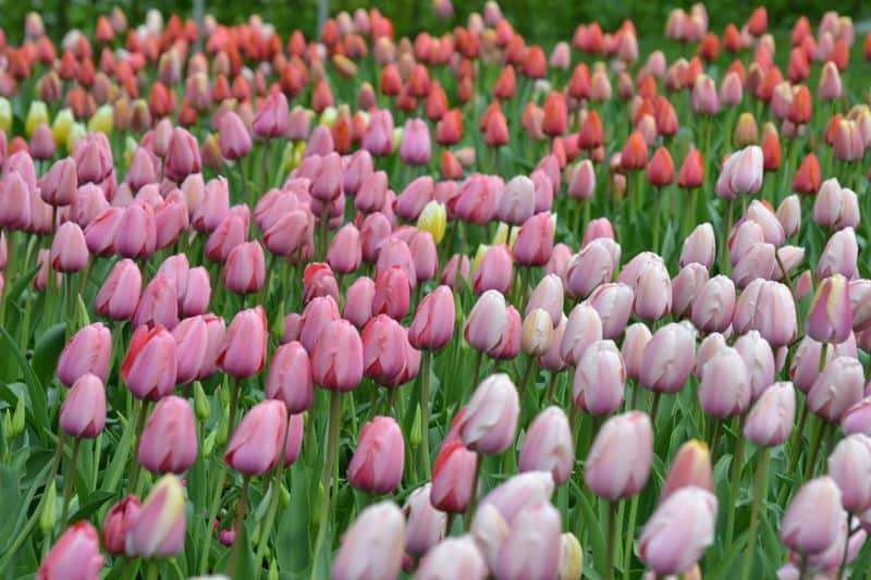 Tulips