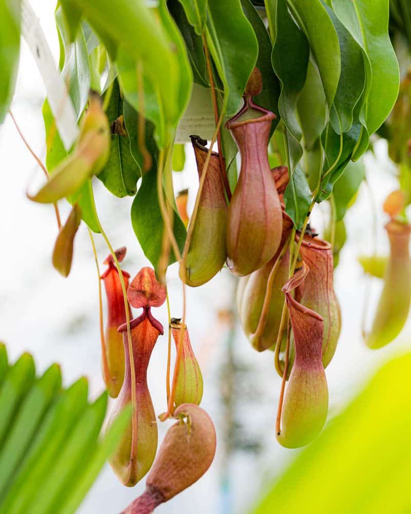 Pitcher Plant