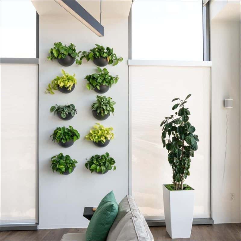 Vertical Plant Wall