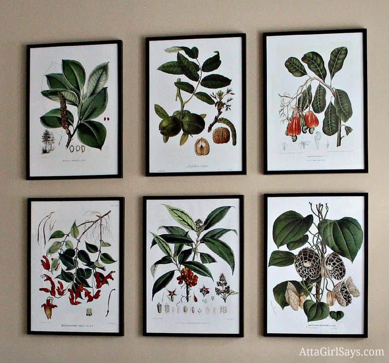 Vintage Botanical Prints