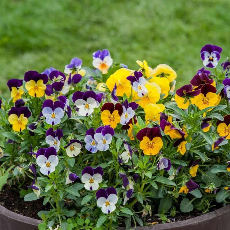 Violas