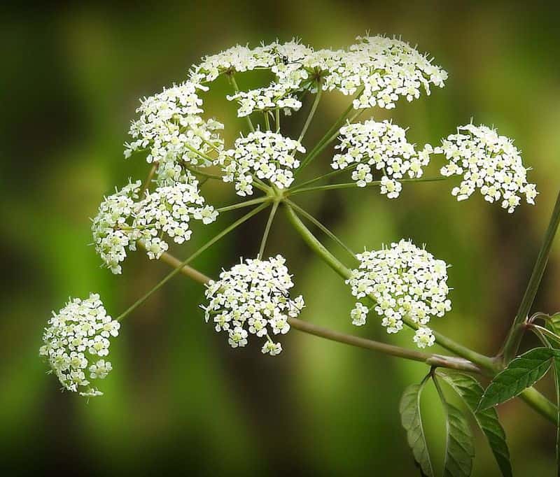 Water Hemlock
