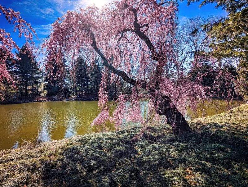 Weeping Cherry Tree