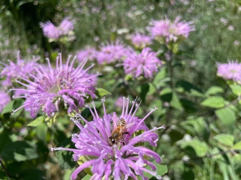 Wild Bergamot (Monarda)