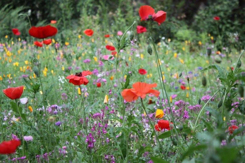 Wildflower Meadow Patch