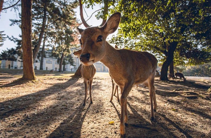 Wildlife Encounters