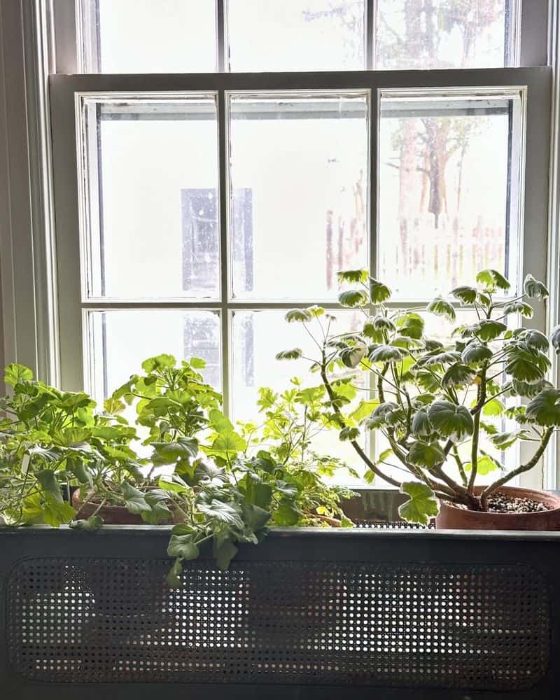 Window Ledge Planters