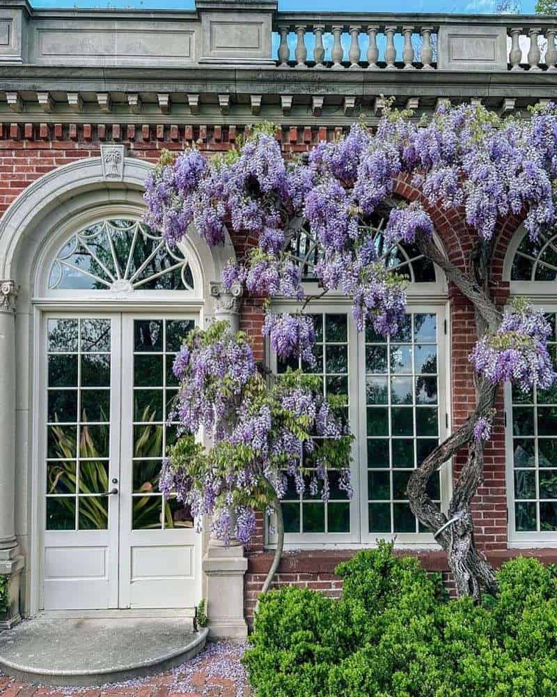 Wisteria