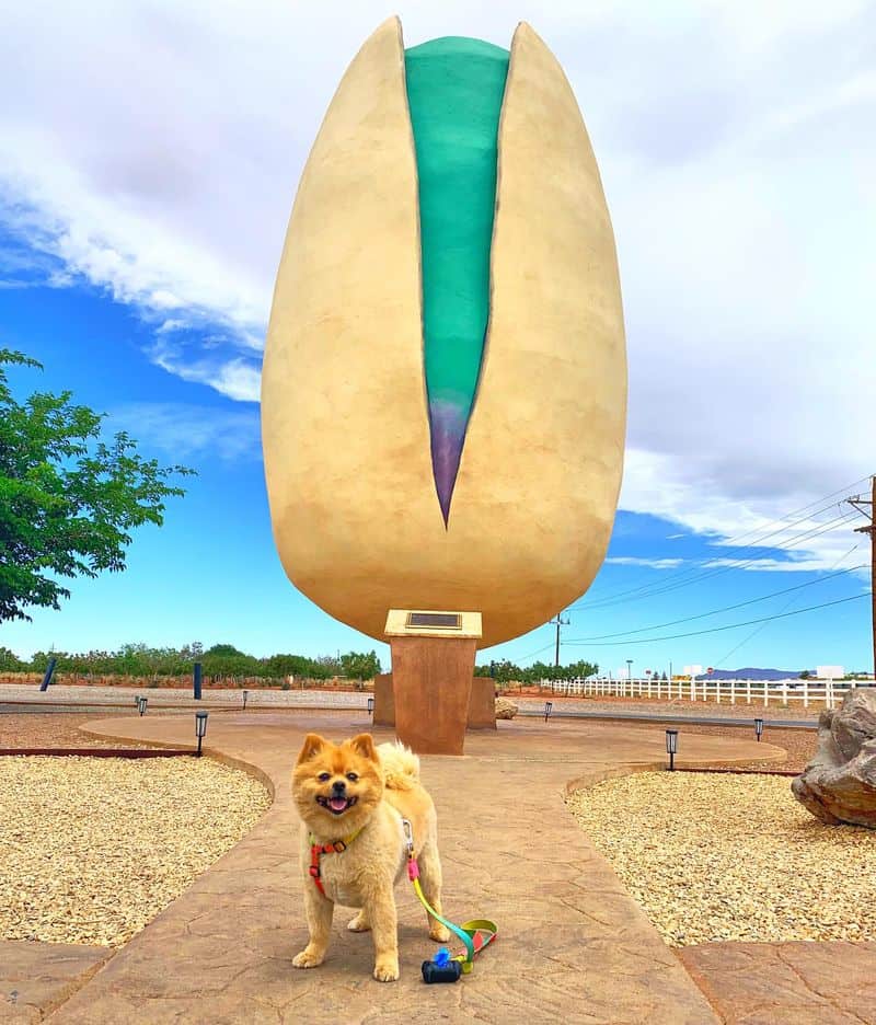 World's Largest Pistachio (Alamogordo, New Mexico)