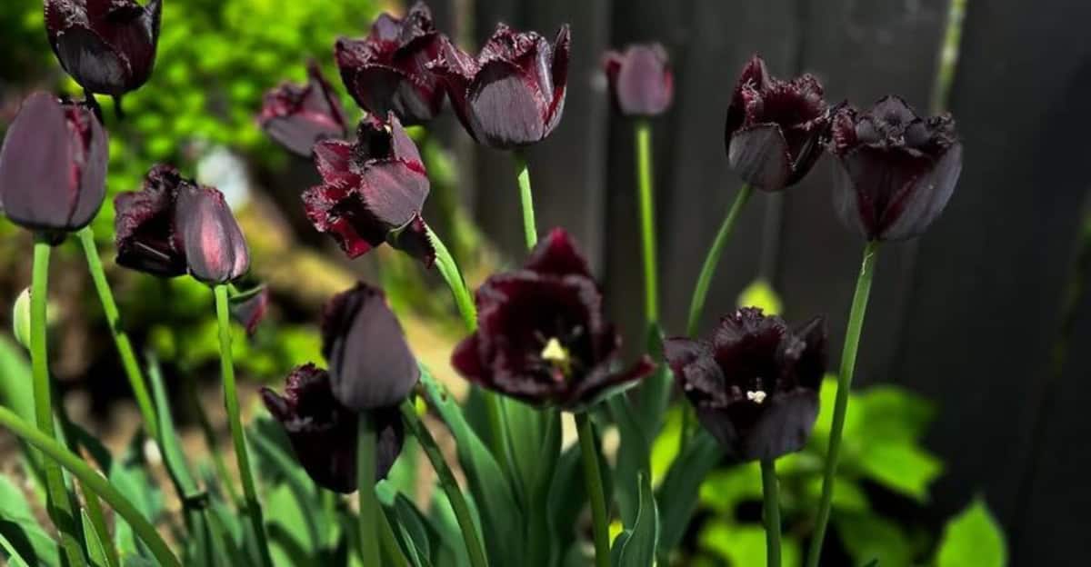 10 Black Plants You Need to Grow For a Dark, Dramatic Garden