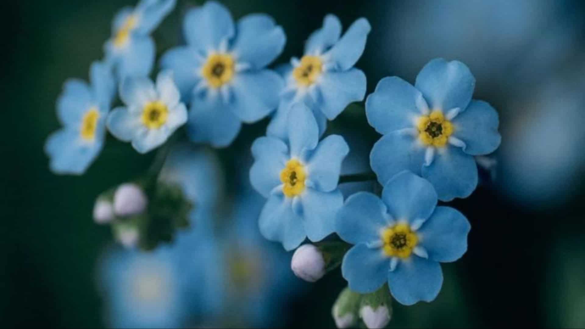 10 Blue Flowers to Elevate Your Garden’s Aesthetic