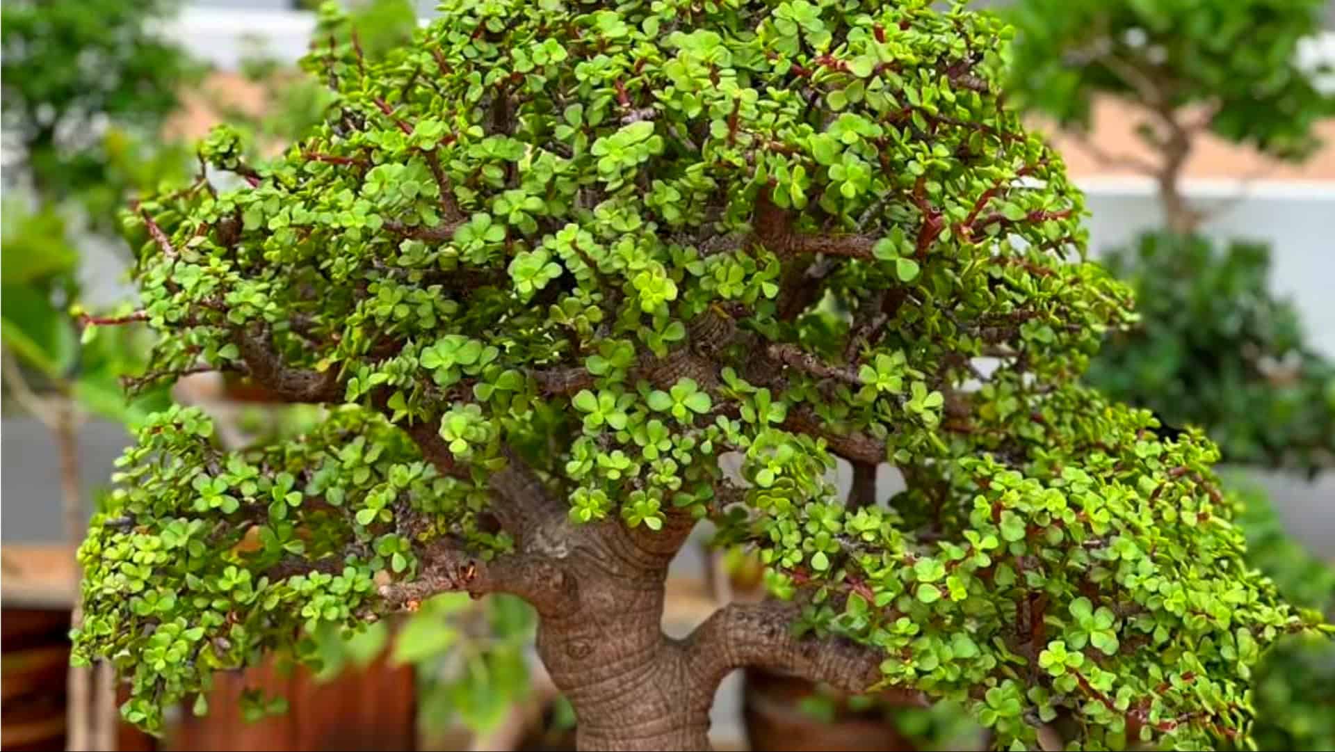 How Dwarf Trees Make Big Statements in Small Gardens