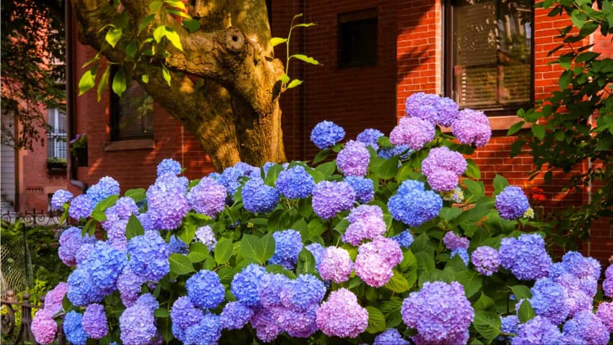 10 Secrets Every Gardener Swears By for Thriving Hydrangeas – DecoFond