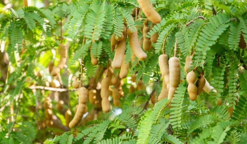 Tamarind Tree