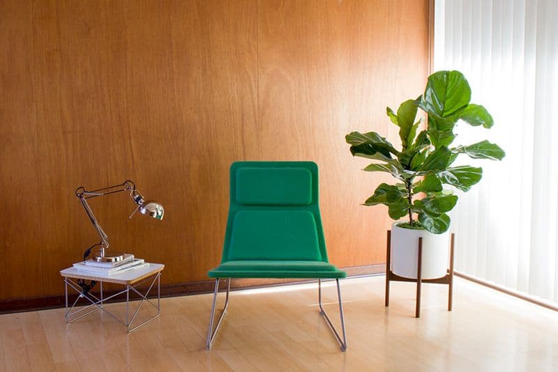 Fiddle Leaf Fig