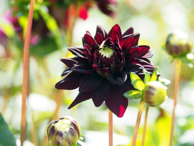Black Dahlia