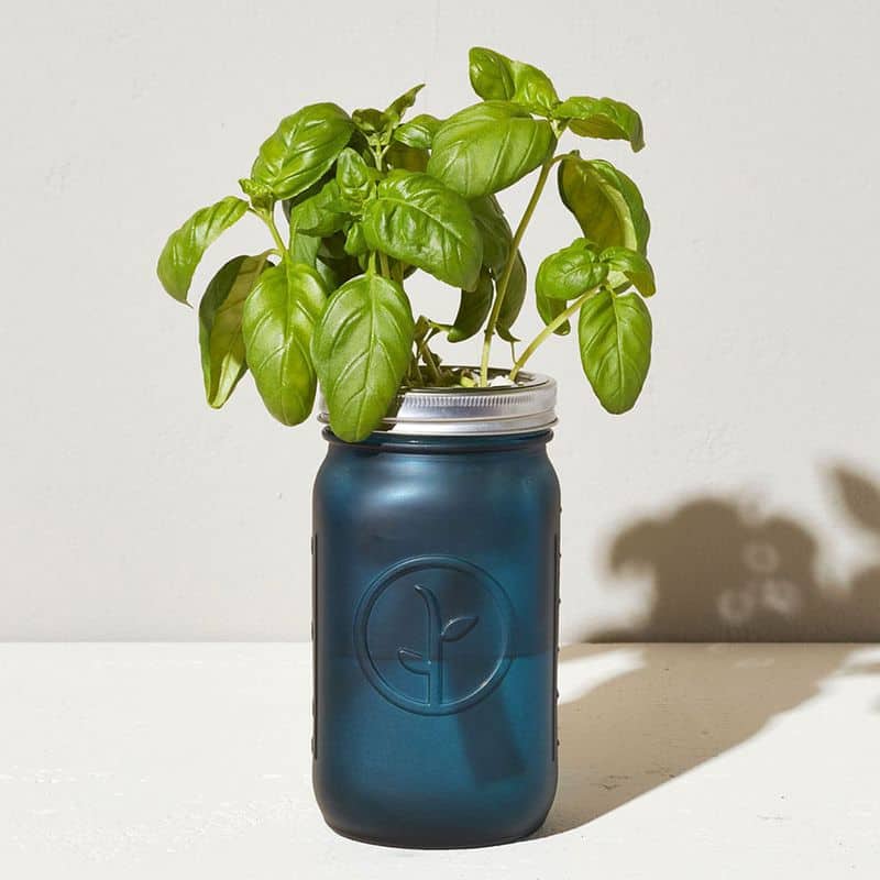 Basil