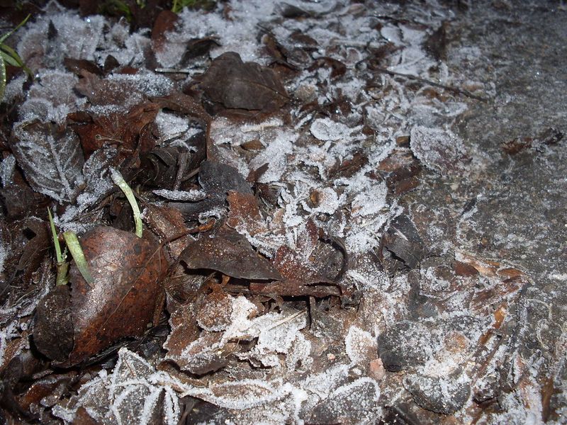 Leaf Mold