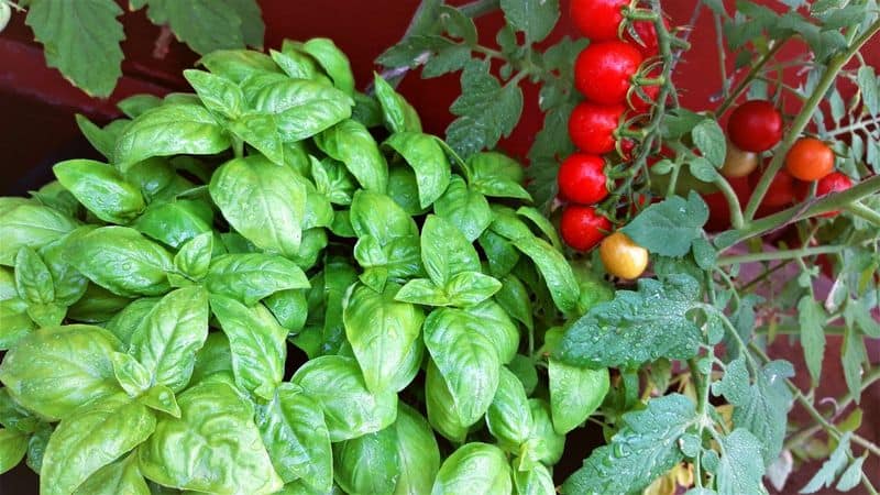 Tomatoes and Basil