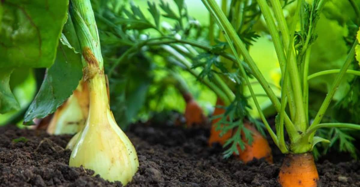 companion-planting-tips